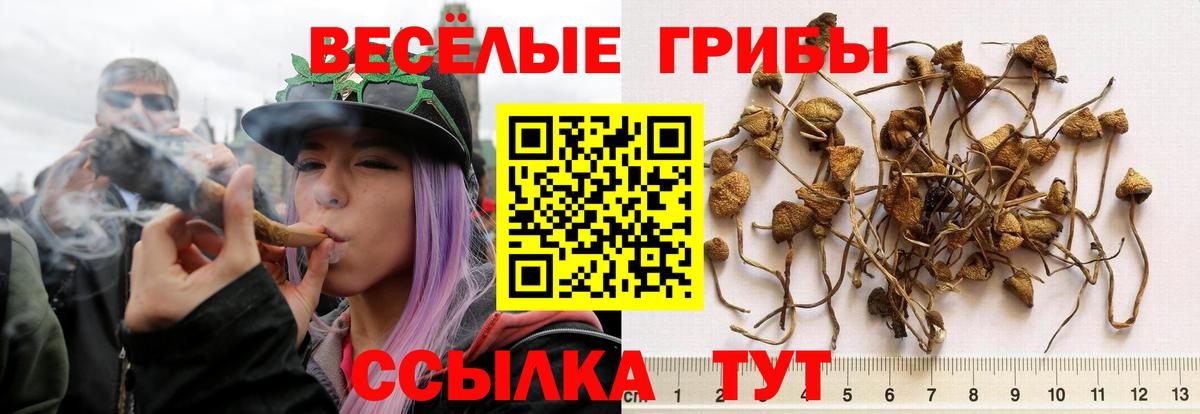 Северск  Псилоцибиновые грибы MAGIC MUSHROOMS  Вход с VPN 